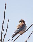 American Kestral 1577